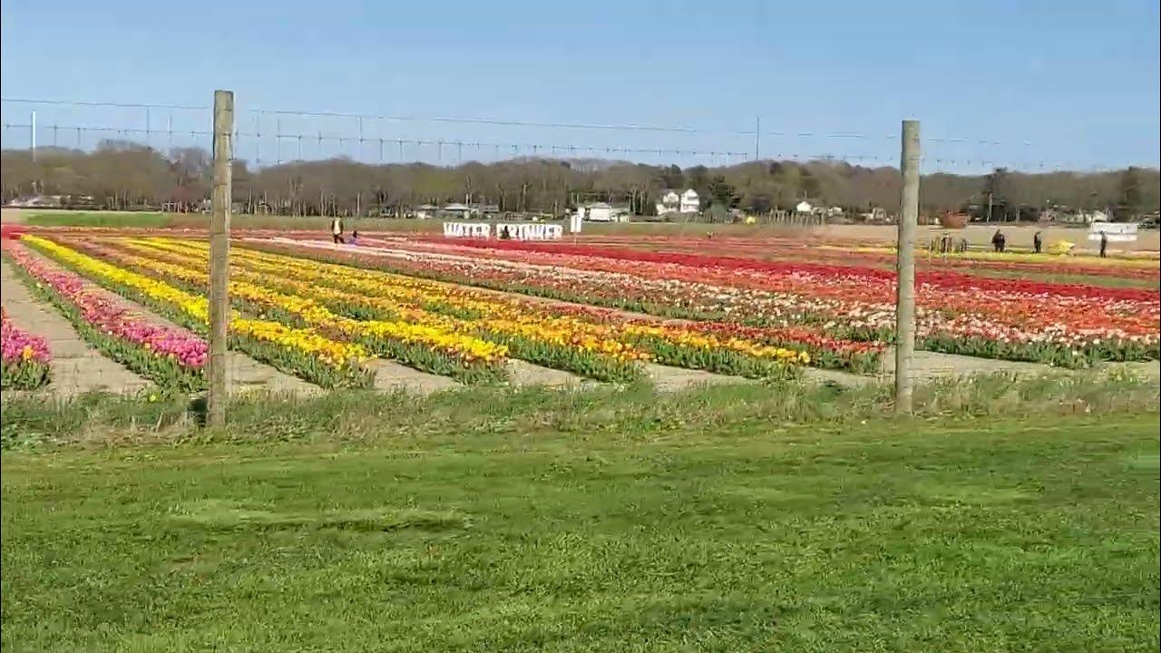 Tulip Festival Waterdrinker Family Farm, Manorville, Long Island NY