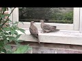 Love doves on my window ledge