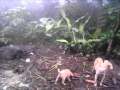 perros ferales visitan mi casa