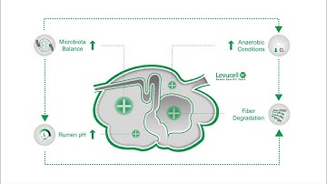 Boost Rumen efficiency with LEVUCELL SC