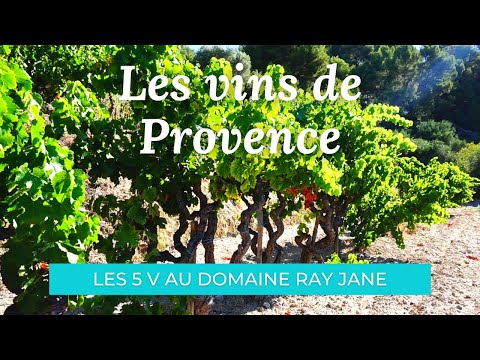 VINS de PROVENCE : visite au domaine Ray Jane, une famille de vignerons depuis 1288 ! - Les 5 V