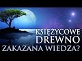 KSIĘŻYCOWE DREWNO - UKRYTA WIEDZA O DRZEWACH I DREWNIE NA NOWO ODKRYTA (BaldTV)