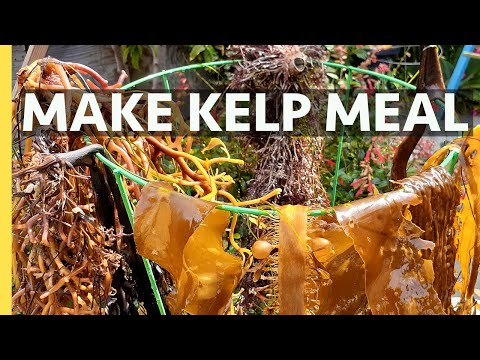 Make Dry Kelp Meal Seaweed Fertilizer at home for FREE!   Organic, fresh and nutrient dense