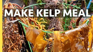 Make Dry Kelp Meal Seaweed Fertilizer at home for FREE!   Organic, fresh and nutrient dense