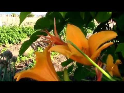 カンゾウの花 16 Youtube