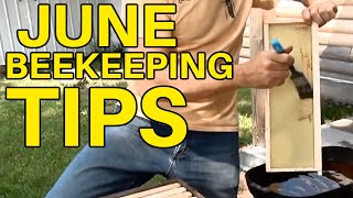 Beekeeping Tips For The Month Of June