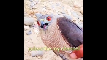 trapping of shikra #goshawk #trap #hawkeagle #trap #falcon #wildlife #shorts