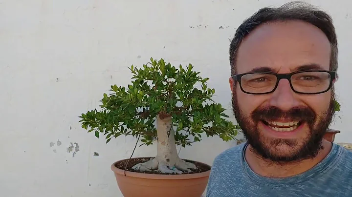 De um tronco a uma obra de arte: A transformação de um bonsai de Ficus Nitida