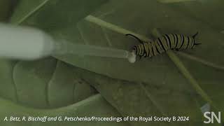Watch what monarch caterpillars do when fed toxic milkweed sap | Science News