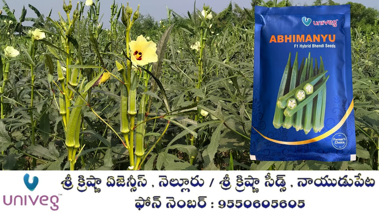యూనివెజ్ వారి నూతన హైబ్రిడ్ బెండ అభిమన్యు గురించి రైతు చెప్పిన విషయాలు | Univeg New Hybrid Bhendi |