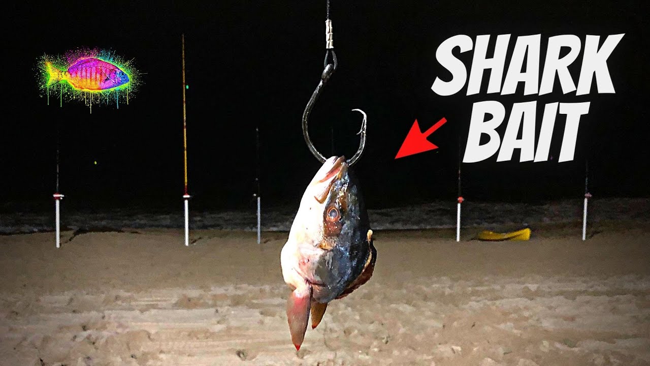 We Caught A HUGE SHARK From The Beach! (RIGS EXPLAINED) 