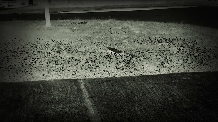 Owen landed skatebored