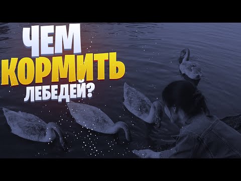 Чем кормить лебедей?