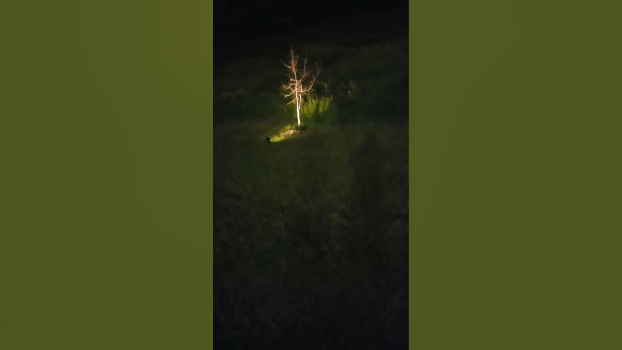 crickets-4-proof-that-sentient-shadows-exist-youtube