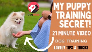 Dog Training, Lovely Tips and Tricks to Train Your Puppy by DogKitty 302 views 1 year ago 21 minutes