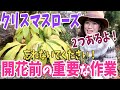 【クリスマスローズ】開花前の重要作業 /  秋・冬にやれば綺麗な花が待っています / たった2つのこと【ガーデニング】