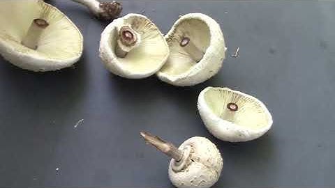 Identifying a Poisonous Mushroom with a Spore Print