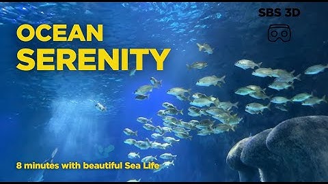 Ocean Serenity: SBS 3D Video | Ambient Underwater Music Experience