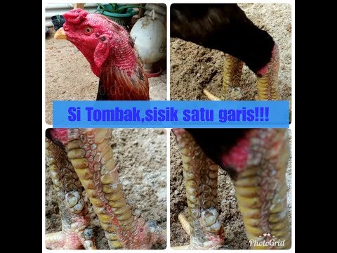 Video: Mengapa Kaki Ayam Amerika Lebih Murah Daripada Kaki Kita