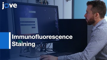 Immunofluorescence Staining for Microglial Density and Morphology