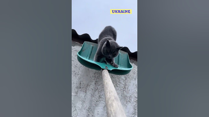 Новий персонаж кіт-кобила Тимошка😂 #shorts