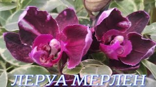 №856/ СВЕЖАЯ шикарная ПОСТАВКА Орхидей  в ЛЕРУА МЕРЛЕН
