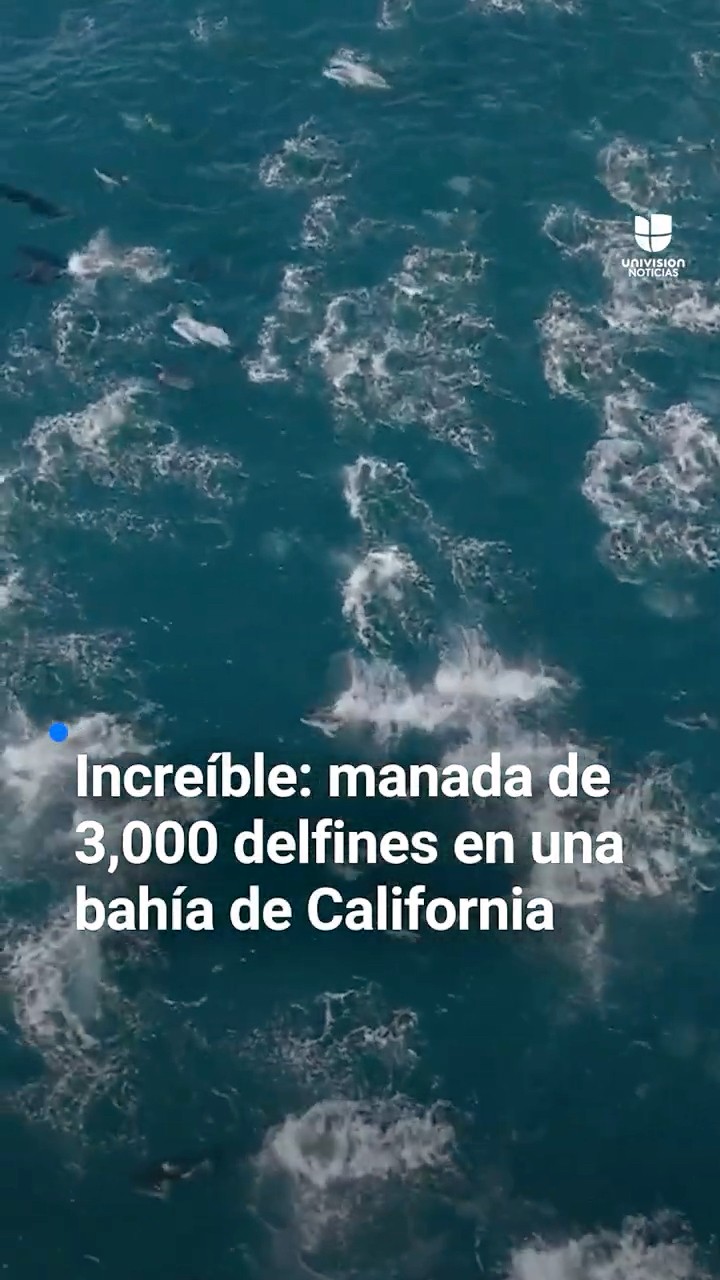 Miles de delfines son captados nadando juntos en una bahía de California