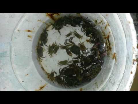 კიბორჩხალები