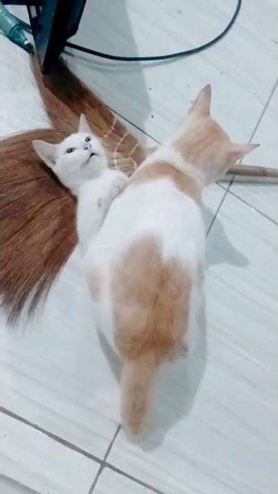Gaya Kucing kawin masa kini || part 1