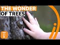 Exploring the Connection Between Trees and Human Experience