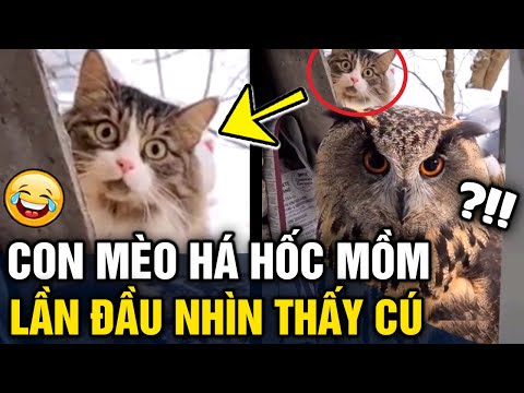 Video Hài hước khoảnh khắc chú mèo 'HÁ HỐC MỒM' khi nhìn... - youtube