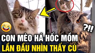 Hài hước khoảnh khắc chú mèo 'HÁ HỐC MỒM' khi nhìn thấy 'CÚ MÈO KHỦNG' trước cửa nhà | Tin 3 Phút