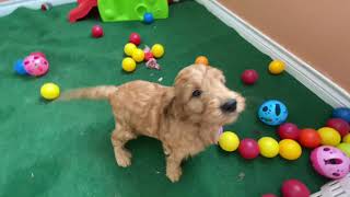 Ruby/Conan F1 mini Golden-doodle female DOB 11-17-20