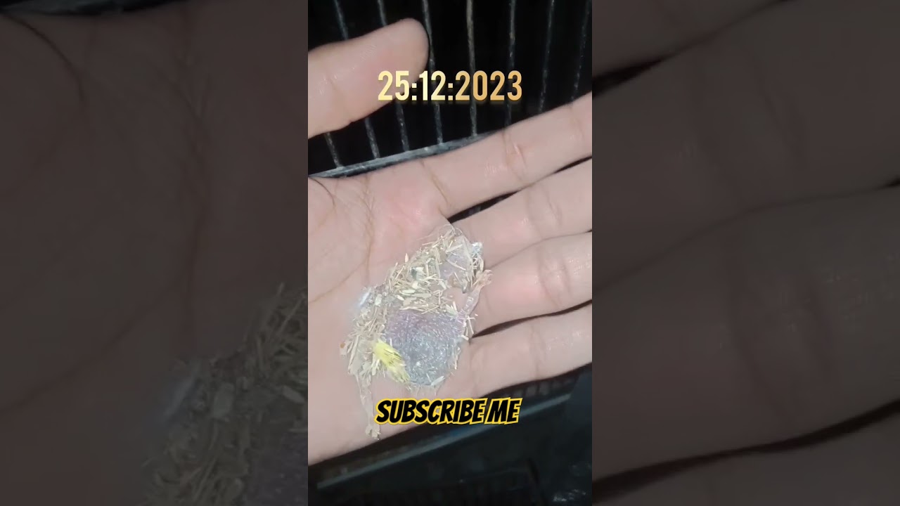 Lovebirds chicks expire || Hy Birds || 