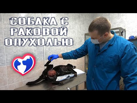 Видео: Рак сердца (гемагиосаркома) у собак