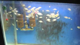 Thai Silk & Red Dragon Flowerhorn Breeding Project