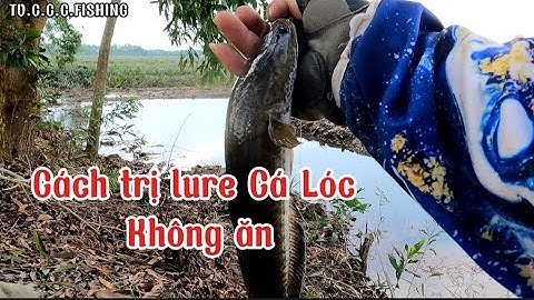 Cách trị lure Cá Lóc Không ăn. Chuyến câu Tân Phước. @tvchimcacanhfishing