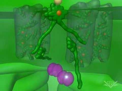 Photosynthesis (Light Reactions)