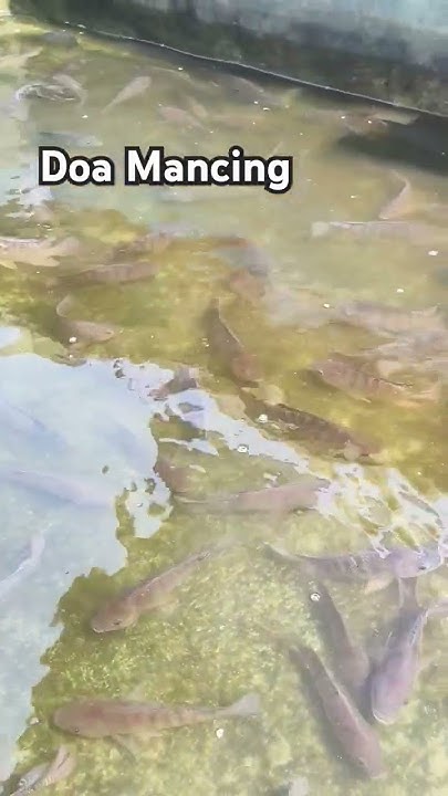 doa-mancing-ikan-dalam-kolam-mancing-iwak-vlog-nila-doamancing