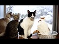 雪の日の窓辺の猫 Cats and snowy day 200118