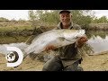 Jeremy Wade Finds Rare Fish That Were Affected By The Cane Toad Invasion | Jeremy Wade's Dark Waters