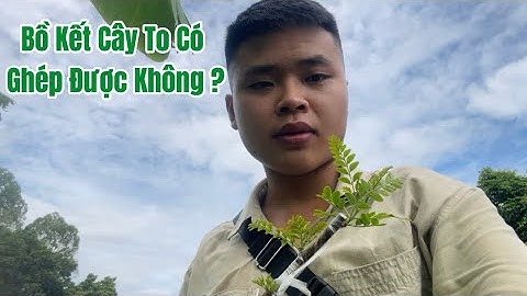 Trồng cây bồ kết to rồi có ghép được mắt ghép nữa không ?