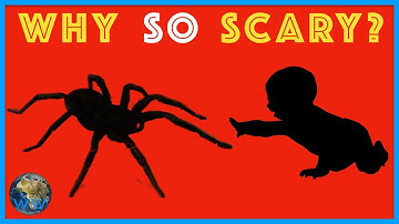 Spiders: What Makes Them SO TERRIFYING?