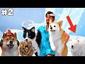 OBIT DI KEJAR BERUANG GALAK! - My Little Puppy Indonesia #2
