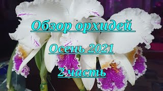 Обзор моих орхидей.2 часть.Видовые Каттлеи. Осень  2021.