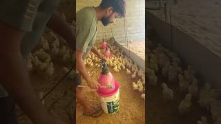 laxman poultry farm