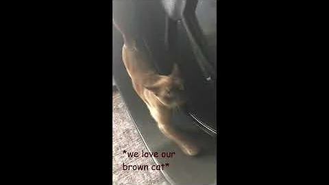 Video 11556111: tonkinese kitty, tonkinese cat, tonkinese girl, brown cat