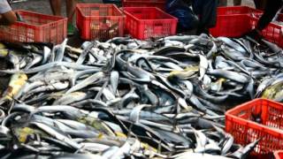 東澳粉鳥林漁港整理魚貨