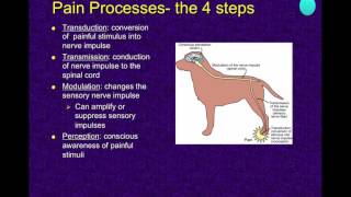 Sensory Anatomy of the Dog and Cat (VETERINARY TECHNICIAN EDUCATIONAL VIDEO)