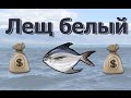 Русская Рыбалка 3.99 (Russian Fishing) Лещ морской белый на Северном свале